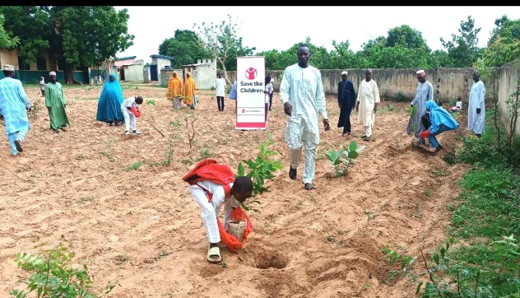 Organisation plants 1,000 trees to combat climate change in Yobe