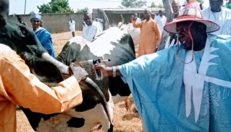 Adamawa plans mass vaccination against deadly animal disease