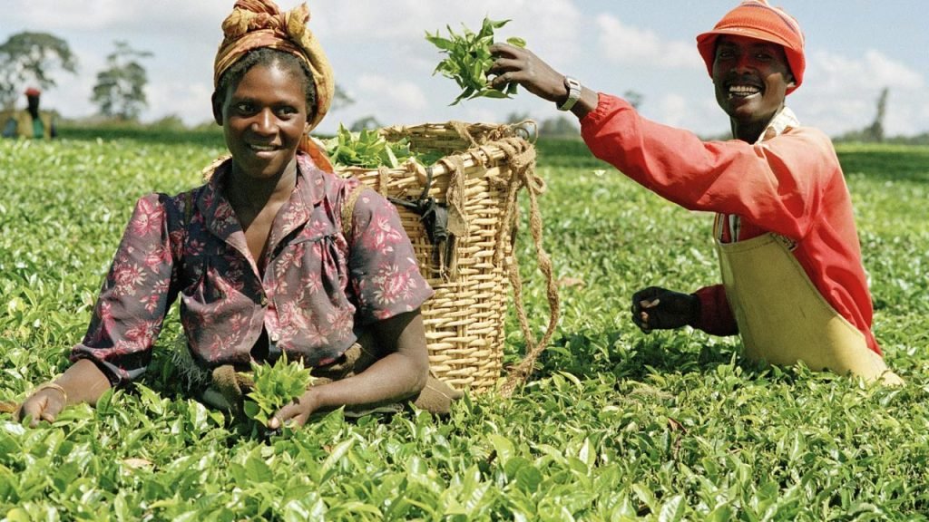 Abia launches LAbIF to boost agri-farming