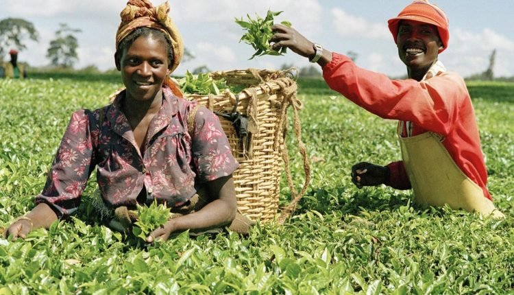 Abia launches LAbIF to boost agri-farming