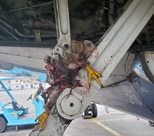 BREAKING: Abuja-Lagos Air Peace Flight Makes Emergency Stop On Runway After Bird Strike, Passengers Evacuated