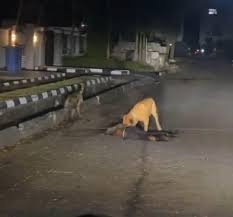 Guard’s death: Lagos police detain dog owner, confiscate 3 dogs