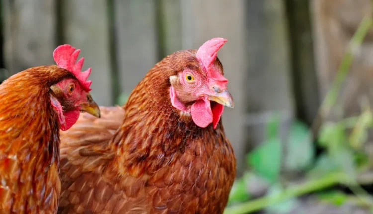 Households buy chickens ahead of Christmas to cut cost