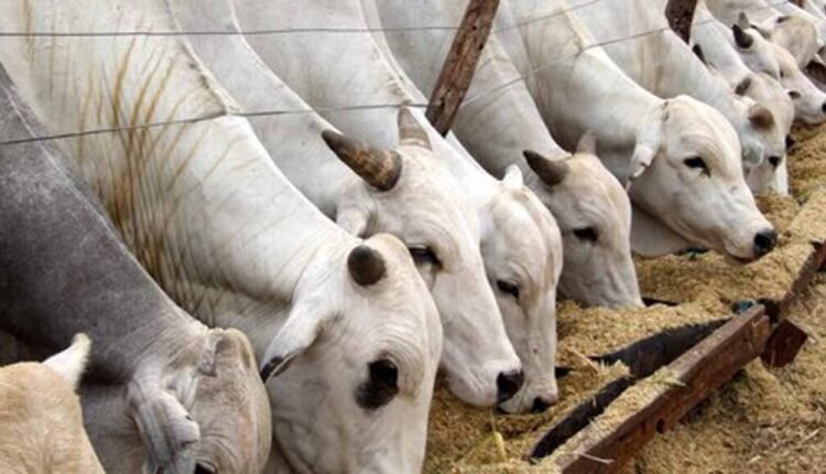 Wudil cattle market hits N50bn weekly transactions–Official