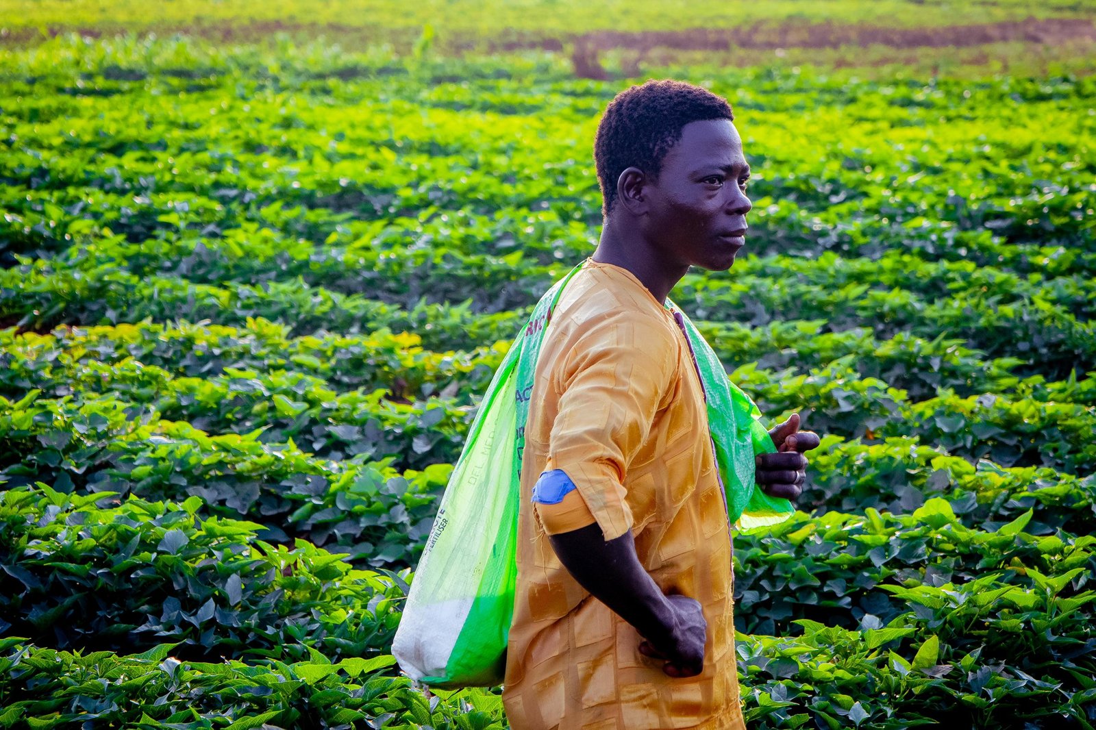 Gov Idris visits Cassava farms in Gulumbe, emphasizes Food Security 
