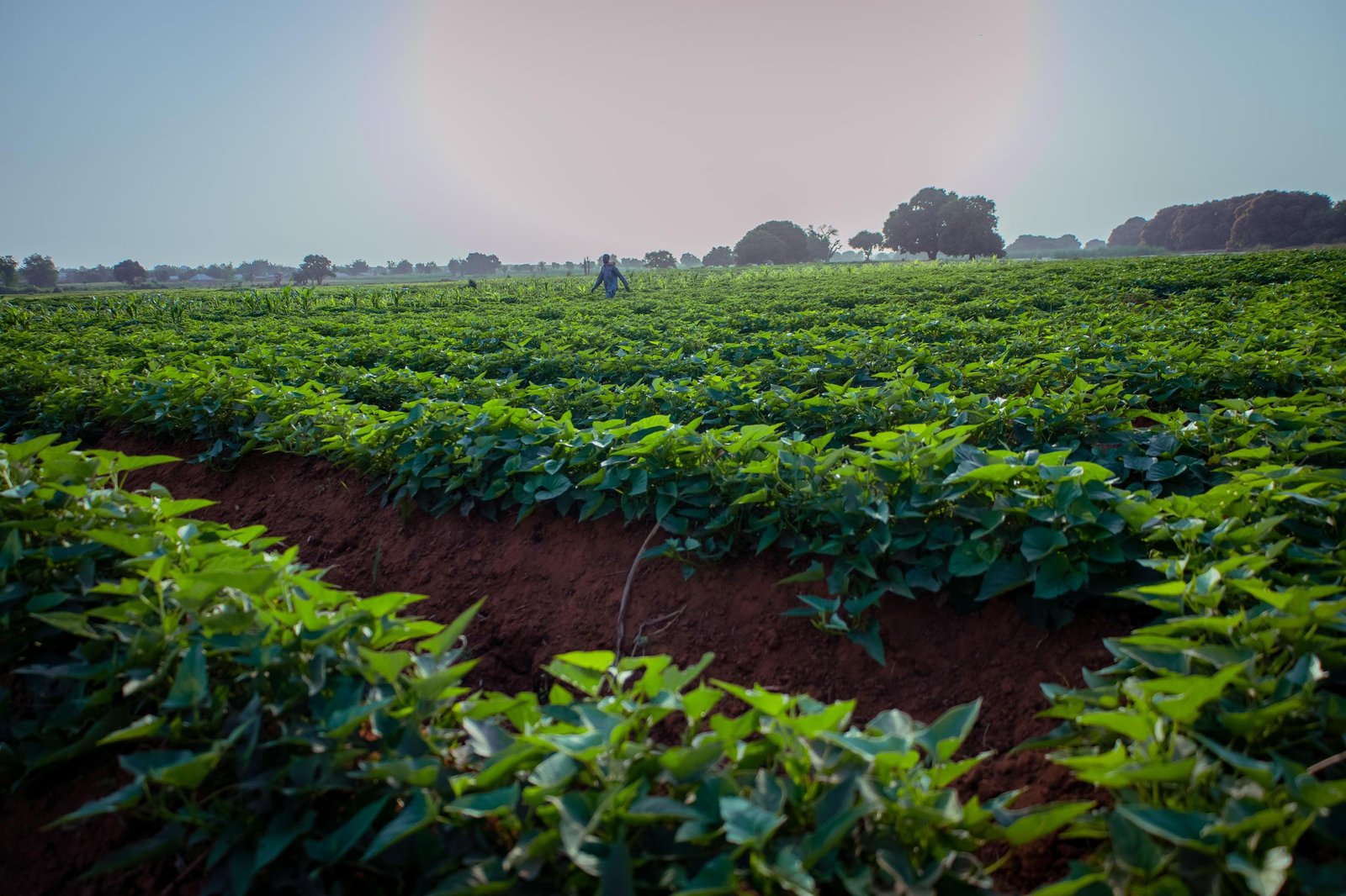 Gov Idris visits Cassava farms in Gulumbe, emphasizes Food Security 