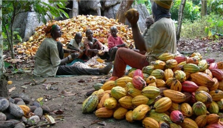 Cocoa association calls for more youth participation in cocoa farming