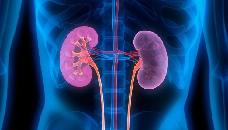Experts launch research on rising kidney-related deaths in Yobe