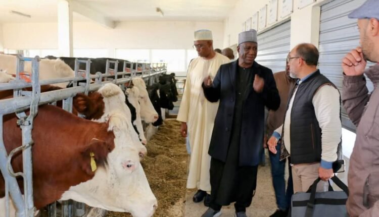 Yobe Ministry of Livestock To Adopt Moroccan Technology