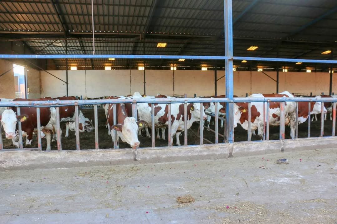 Yobe Ministry of Livestock To Adopt Moroccan Technology