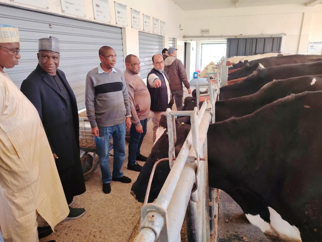 Yobe Ministry of Livestock To Adopt Moroccan Technology