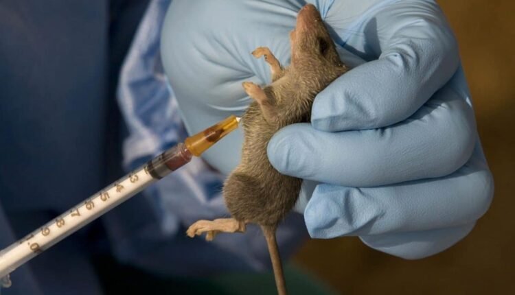 Lassa Fever claims 13 lives in Edo