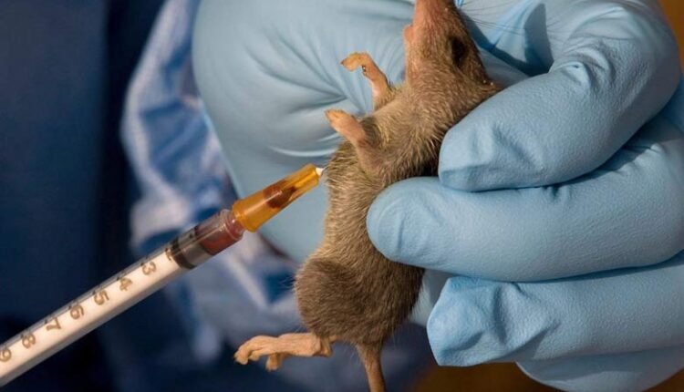 Lassa fever: Can community efforts eliminate rodent habitats, control Mastomys rats?
