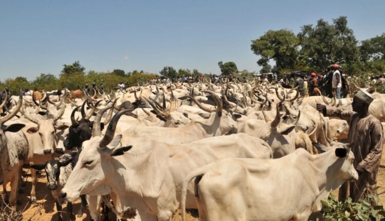 Taraba Govt. returns 198 stolen cows to owners