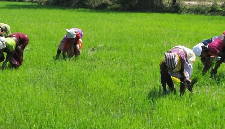 Edo Govt. donates rice, N20m to ravaged farming communities