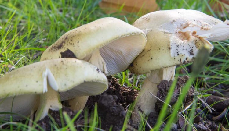 Australian health authorities issue warning over deadly wild mushrooms