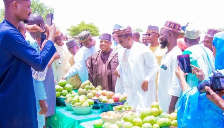 Yobe agric fair showcased 178 indigenous seeds, crops – Official