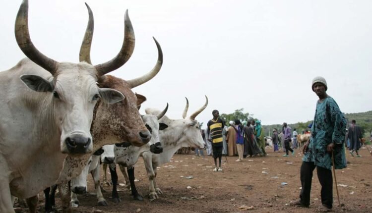 Zamfara Govt. returns 3,000 rustled animals to rightful owners