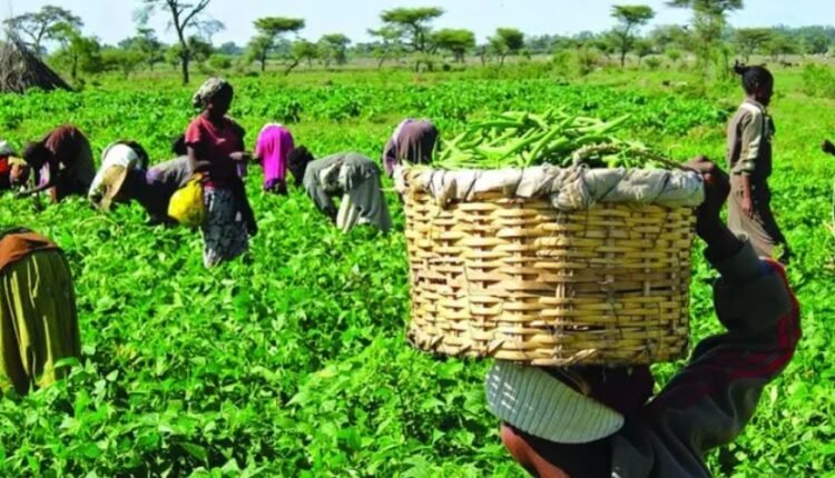 Farmers decry high cost of improve maize seedlings