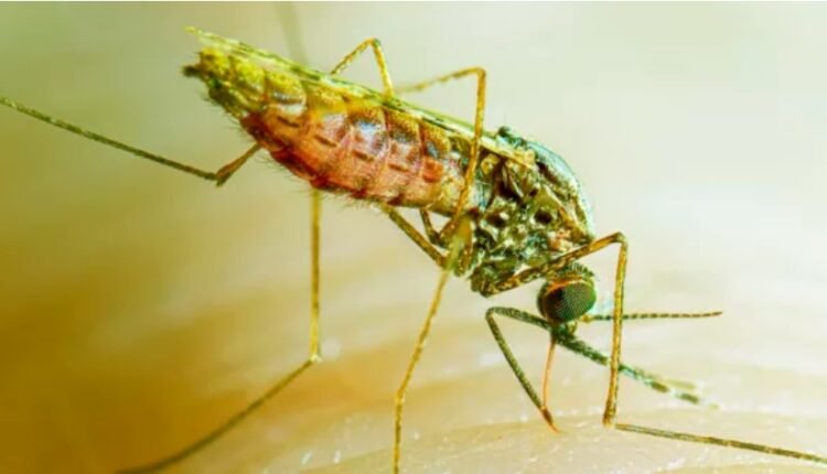 Seasonal malaria chemoprevention distribution in Zamfara targets 1.2m children