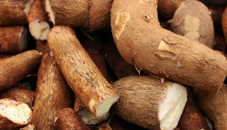 IFAD distributes inputs to wet season cassava farmers in Taraba