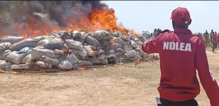 NDLEA destroys over 8,000 kg of illicit drugs in Yobe