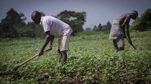 Imo, Abia farmers seek govts’ intervention to tackle challenges