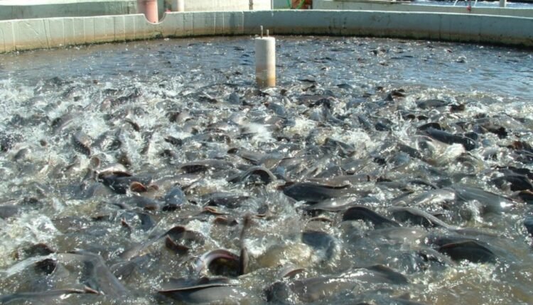 NGO empowers 25 Nasarawa youths on fish farming, POS operation