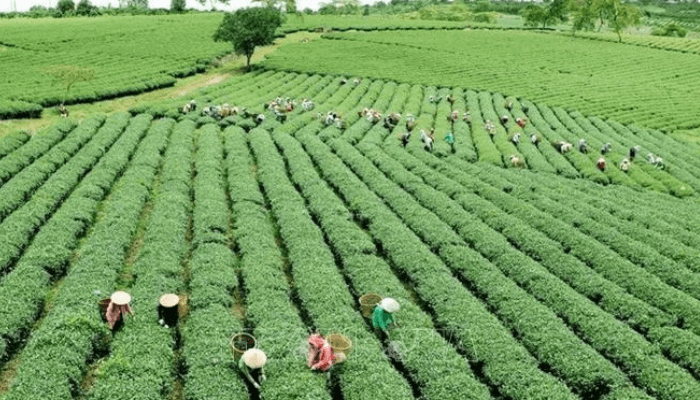 Sasakawa agriculture interventions transformed our livelihoods – Nasarawa smallholder farmers