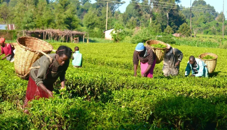 Bauchi farmers urged to adopt improved dry-season practices
