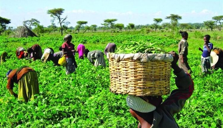 FG, Yobe empower 520 onion farmers with inputs