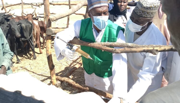 Yobe Govt, FMLD  Vaccinate 2,500 Cattles