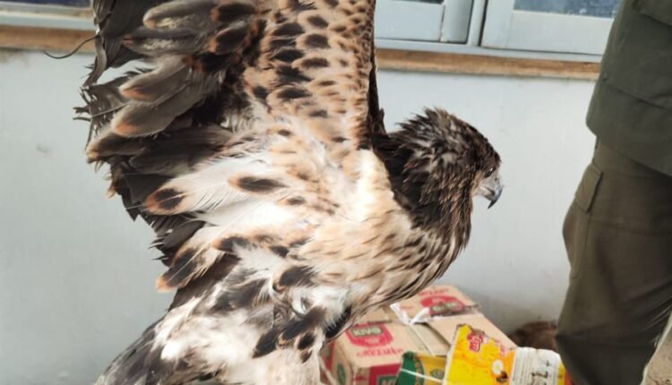 Customs intercepts psychoactive substances, endangered wildlife in Borno