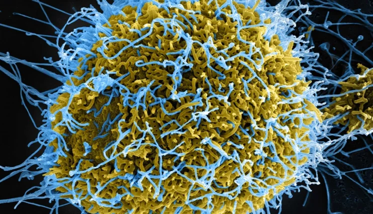 Ebola outbreak: WHO records 500 suspected cases, 130 deaths in DRC