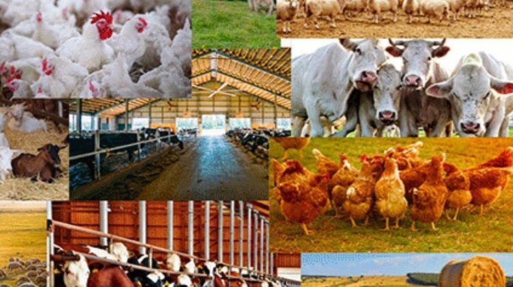 Kwara initiates livestock industrial hub to attract investors–Commissioner