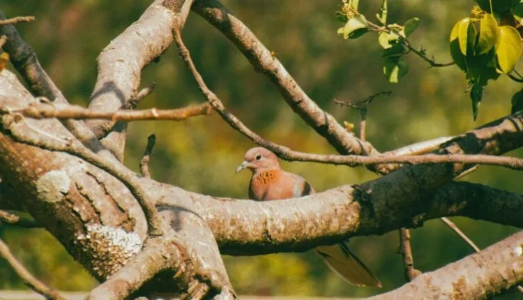 Conservationists unveil Nature Photography Awards to spotlight Nigeria’s biodiversity