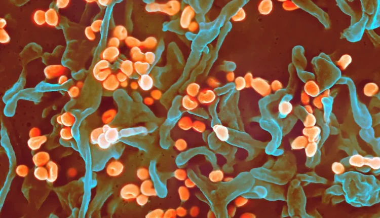 Lassa fever deaths rise to 214 as fatality rate reaches 25.0 % – NCDC