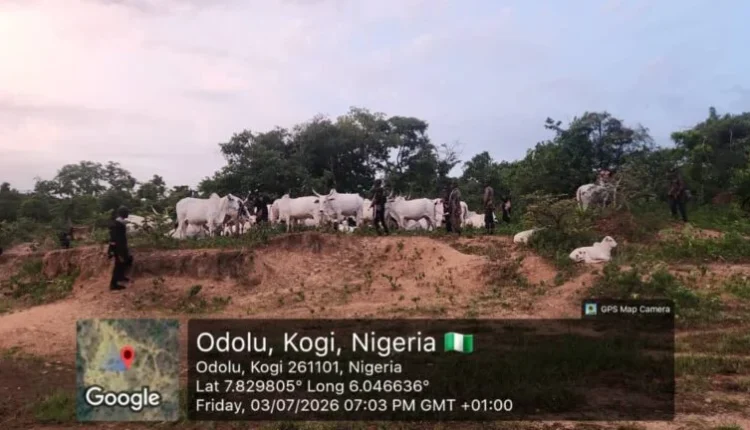 Kogi govt., security forces recover 1,000 rustled livestock in offensive against bandits