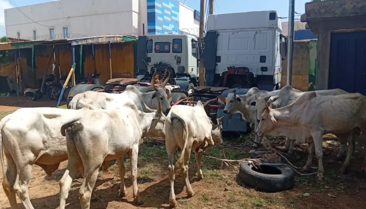 Police foil kidnap, cattle rustling attempts, rescue victim in Katsina