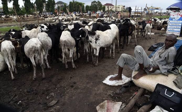Yobe YPLDP, Hisbah partner to tackle animal cruelty