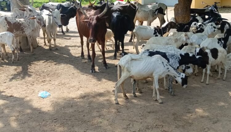 Police foil cattle rustling attempt, recover 50 animals in Katsina