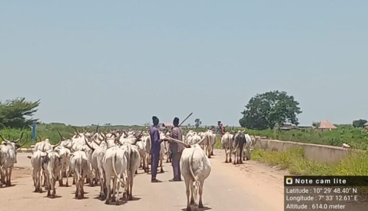 Troops foil cattle rustling, recover over 500 cattle in Kaduna